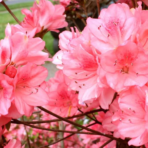 national PLANT NETWORK 2.25 Gal. Azalea Wakaebisu Flowering Shrub with Salmon Blooms