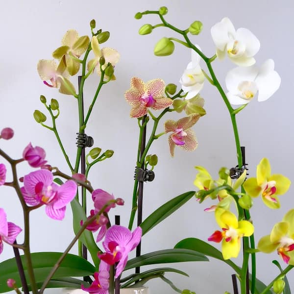その他 Orchid  [Blu-ray] Pot. Plato's Corner |Odoms Orchids