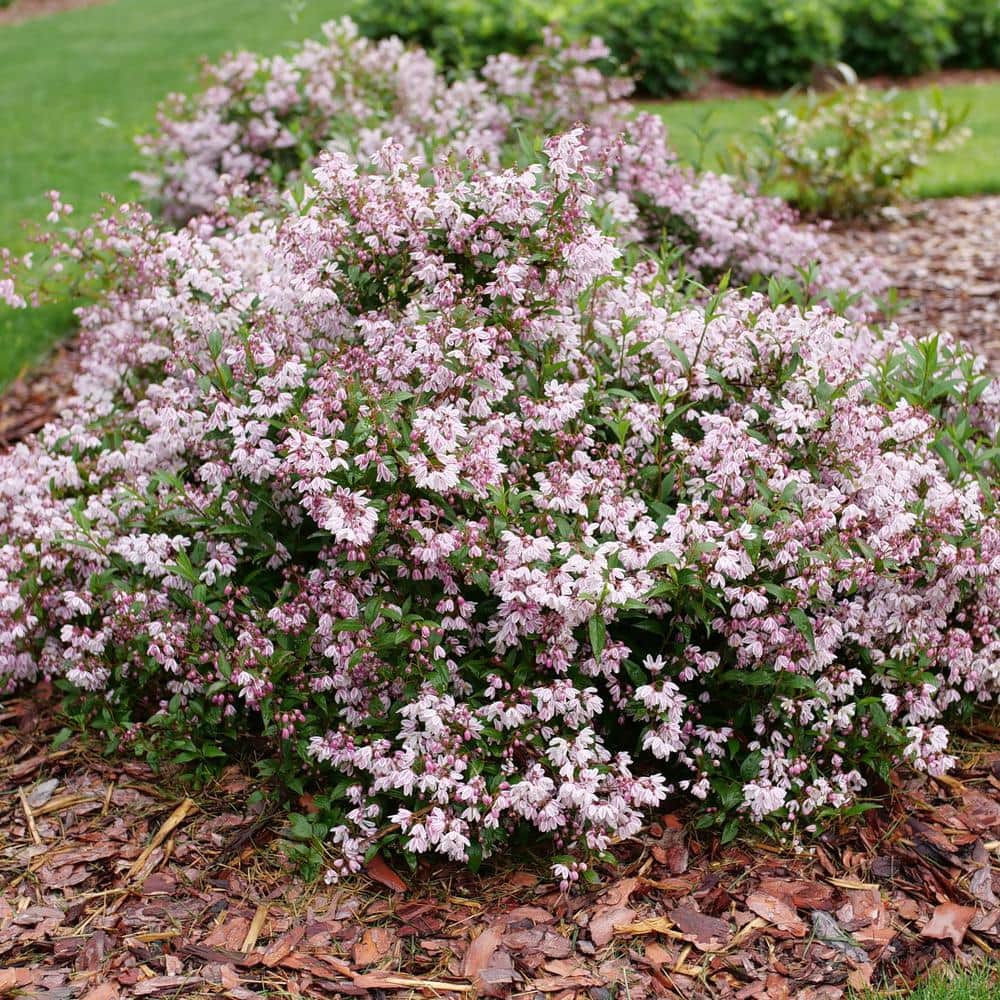 ちゆうブーケ PROVEN WINNERS 4.5 in. Quartz Yuki Kabuki Deutzia (Deutzia x) Live