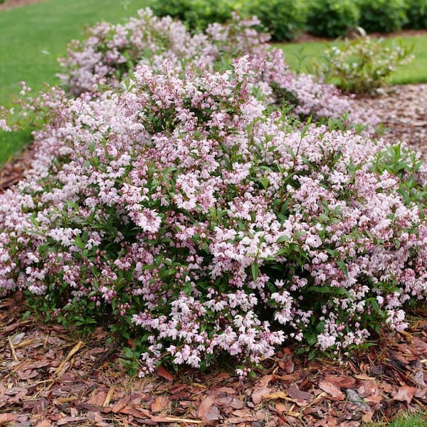 Proven Winners 1 Gal. Yuki Kabuki Deutzia (Deutzia x) Live Flowering Shrub with Pink and White Flowers