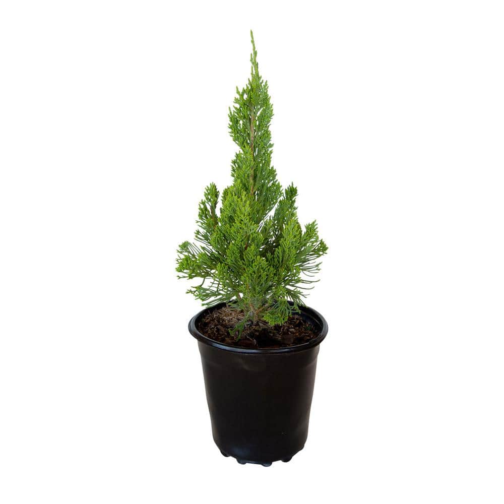 flowerwood-shrubs-bushes-3415q