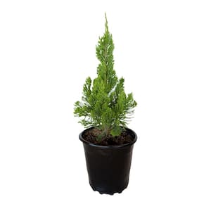 2.5 Qt. Hollywood Juniper (Torulosa) Live Shrub Plant with Twisting Evergreen Foliage