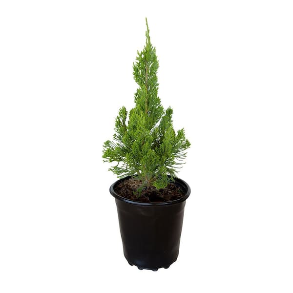 FLOWERWOOD 2.5 Qt. Hollywood Juniper (Torulosa) Live Shrub Plant with Twisting Evergreen Foliage