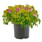 2.25 Gal. Goldmound Spirea Flowering Shrub with Pink Blooms