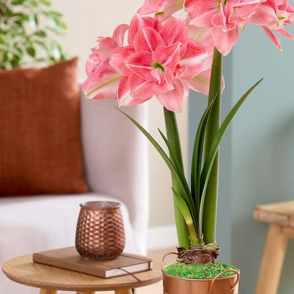 VAN ZYVERDEN Holiday Fast Track Amaryllis Kit Double Time with 8