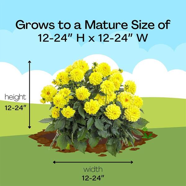2.6 qt. Yellow Dahlia Plant with Yellow Flowers 5316 - The Home Depot