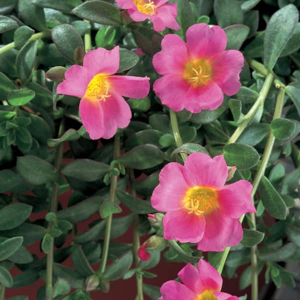 Costa Farms 1.5 Gal. Pink Purslane Plant