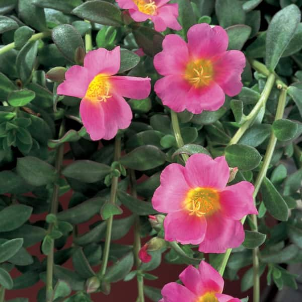 Vigoro 1 Qt. Pink Purslane Plant 1.0QTPORPKVG - The Home Depot