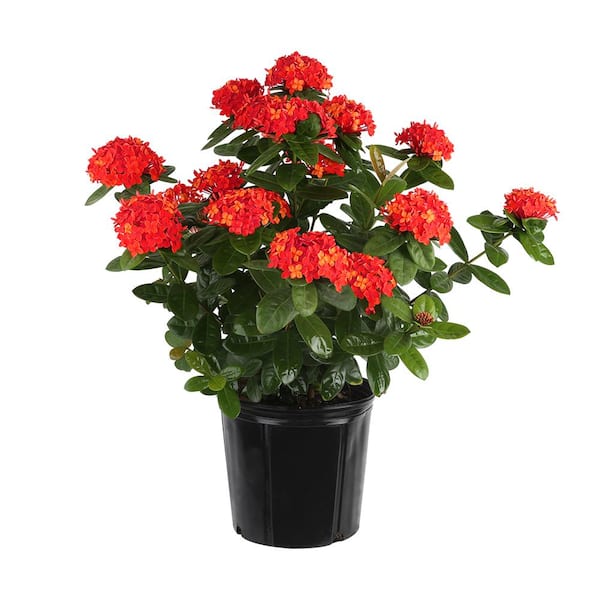 RDCX Ixora Maui Red Plant in 3G Pot