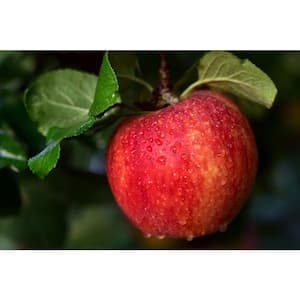 Cold Hardy Autumn-Ripening Incredibly Sweet Apples Prairie Spy Apple Tree (Bare-Root, 3 ft. to 4 ft. Tall 2-Years Old)