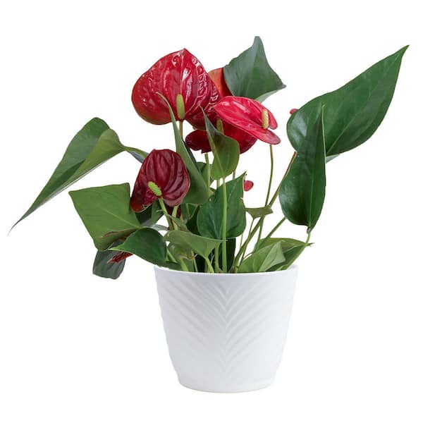 Costa Farms Blooming Anthurium Indoor Plant in 4 in. White Decor