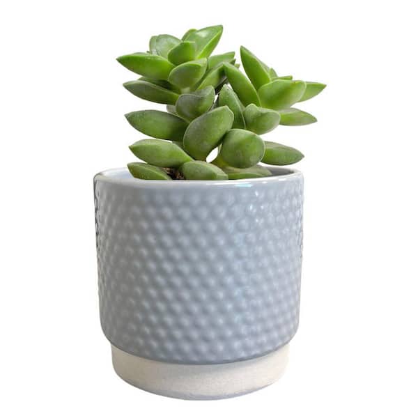 Clio Small Bubbled Gray Ceramic Planter (3.1 in. L x 3.1 in. W x 3 in. H)