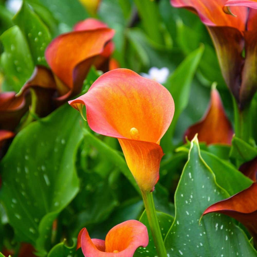 Calla Lily Fireworks Bulbs (6-Pack) price history on PriceWatchPro