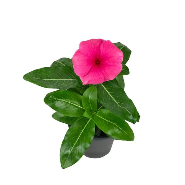 Pure Beauty Farms 1.38 Pt. Vinca Cora Periwinkle Plant Deep
