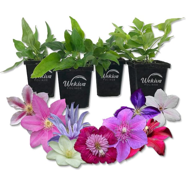 Clematis Variety Pack-4 Live Starter Plants in 4 in. Pots-Grower's Choice One Each of Multiple Clematis Varieties