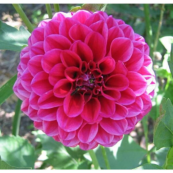 BELL NURSERY 1 qt. Pink Dahlia Annual Live Plant with Pink Flowers (4-Pack)  VDAHLA1QPNK4PK - The Home Depot