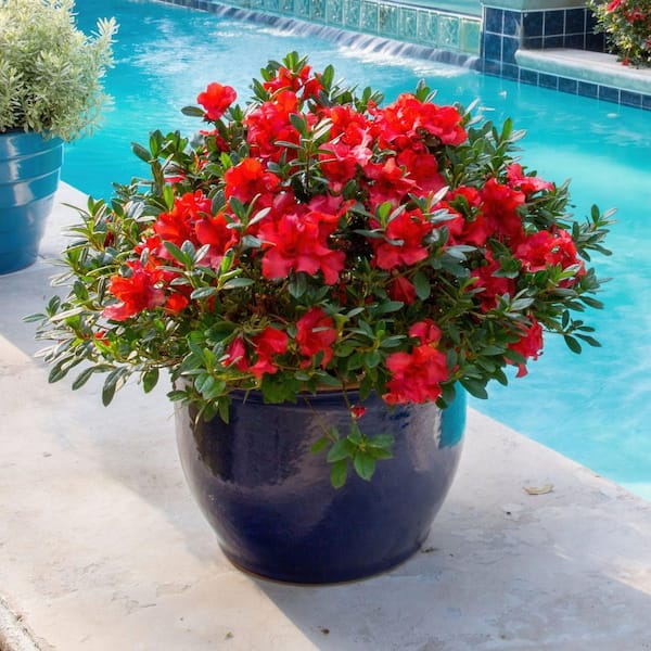 national PLANT NETWORK 3 gal. Azalea Massasoit HD1839 - The Home Depot