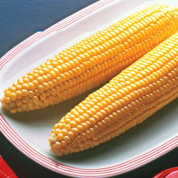 もちcorn Crazy Corn - Stahlbush Island Farms