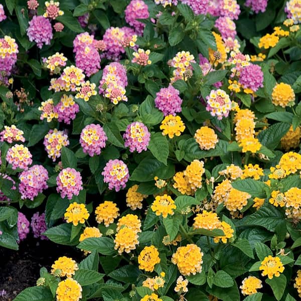 BELL NURSERY 2.4 Gal. 10 in. Lantana Plant