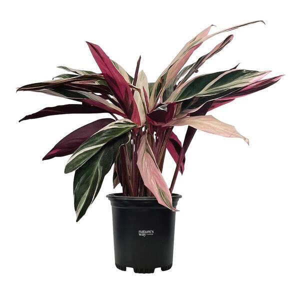 NATURE'S WAY FARMS Stromanthe Triostar Live Outdoor Plant in Growers Pot Avg Shipping Height 1 ft. to 2 ft. Tall