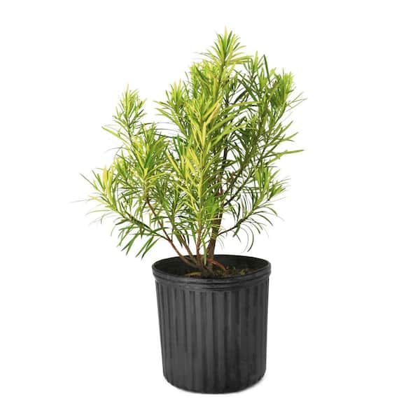 3 gal. Japanese Yew Dwarf Pringles Shrub