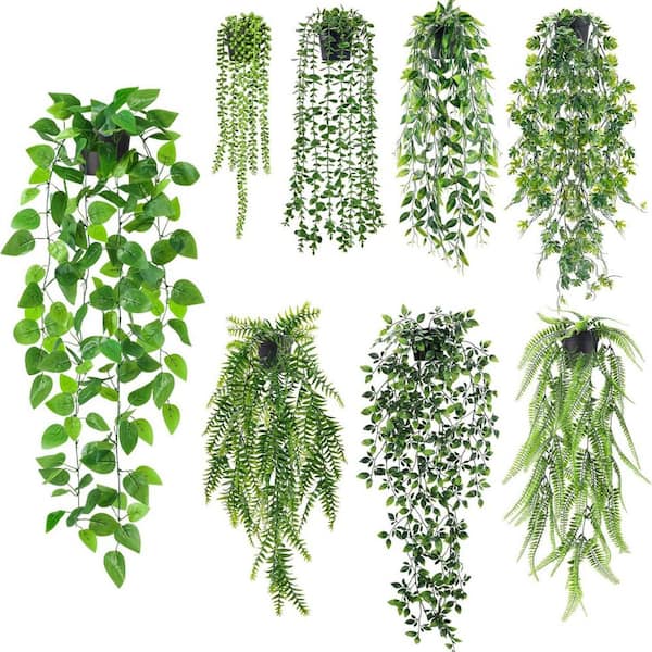 jade plant succulent care Jade Plant | Easy Care Succulent main image 1