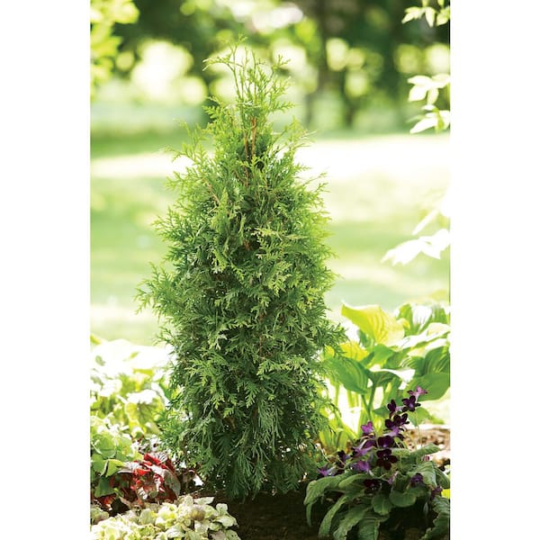 Reviews for PROVEN WINNERS Spring Grove Western Arborvitae (Thuja) Live  Evergreen Shrub, Green Foliage, 4.5 in. Qt. | Pg 1 - The Home Depot