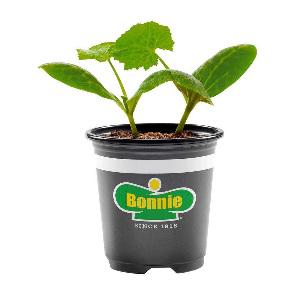 Bonnie Plants 12 oz. Black Beauty Zucchini, Live Plant 206960