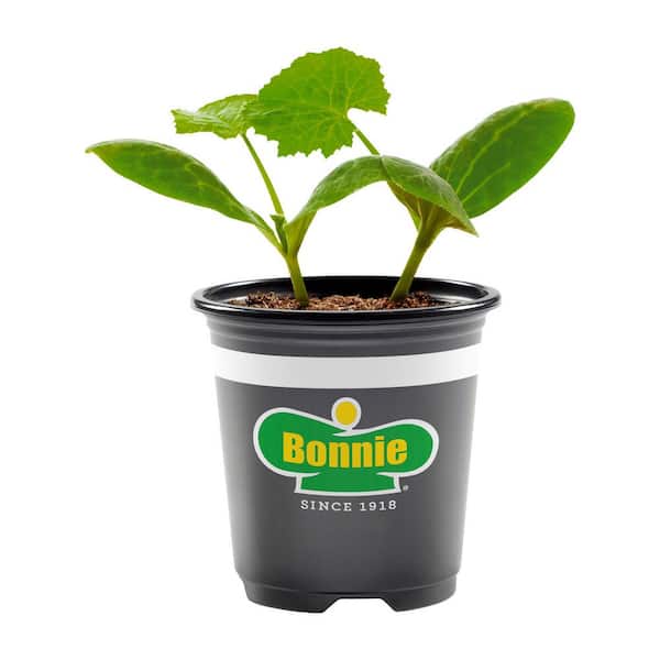 12 oz. Black Beauty Zucchini, Live Plant