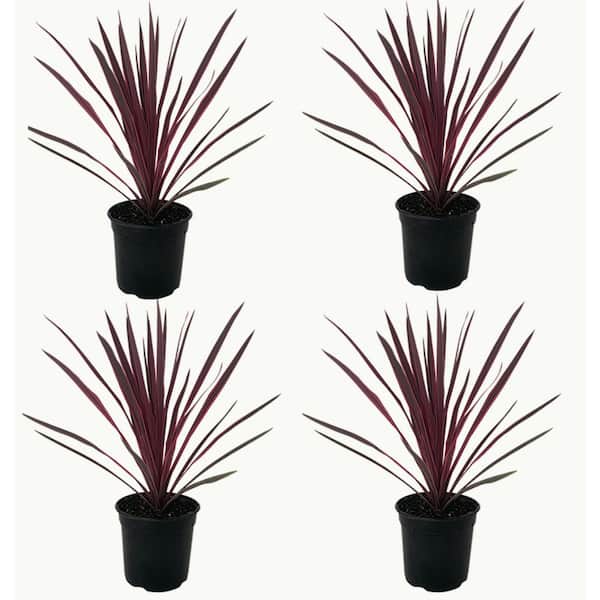 Unbranded Perennial Grass Cordyline Paso Doble 2.5 qt. (4-Pack)