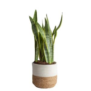 Grower's Choice Sansevieria Indoor Snake Plant in 10 in. Natural Pot, Avg. Shipping Height 1-2 ft. Tall