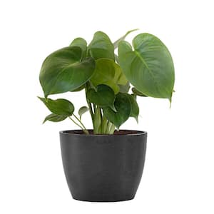 Little Monstera Deliciosa Split Leaf Philodendron Swiss Cheese Plant in 6 inch Premium Sustainable Ecopots Dark Grey Pot