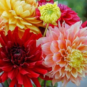 Philadelphia Dinnerplant Dahlia Bulb Mixture, Multi-Colored Flowers (5-Pack)