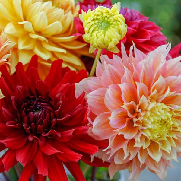 Breck's Philadelphia Dinnerplant Dahlia Bulb Mixture, Multi-Colored Flowers (5-Pack)
