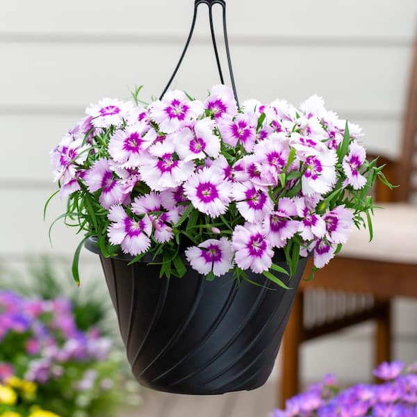 METROLINA GREENHOUSES 1.25 Gal. Dianthus Hanging Basket Annual