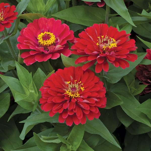ALTMAN PLANTS #12 Classic Color Bowl Zinnia Plant with Red Flowers
