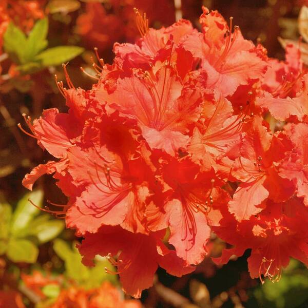 national PLANT NETWORK 3 gal. Native Azalea Lafeyette Acree Live