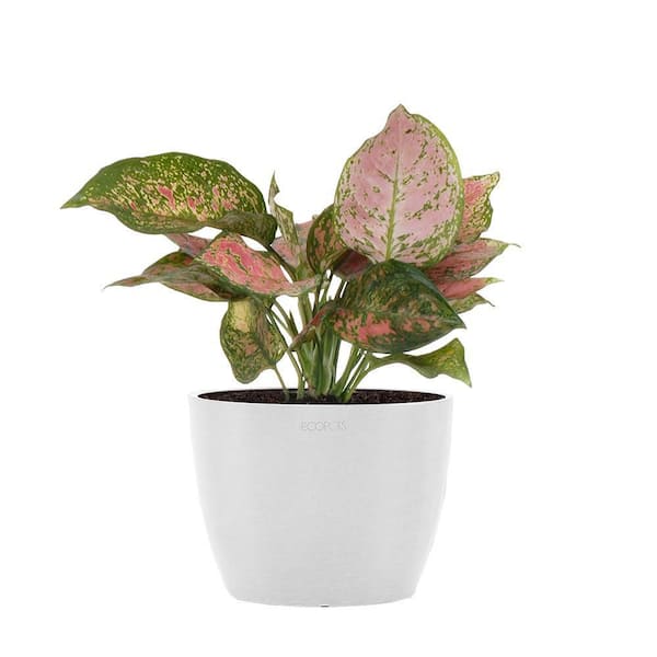 United Nursery Aglaonema Ruby Ray Live Chineese Evergreen in 6 inch Premium Sustainable Ecopots Pure White Pot