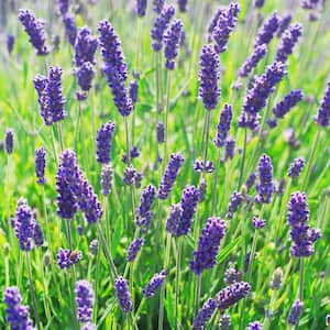3.25 in. Lavance Blue-Violet Bloom Lavender Plant (4-Piece)