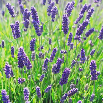 Lavender Plant Outdoor Plants Garden Center The Home Depot