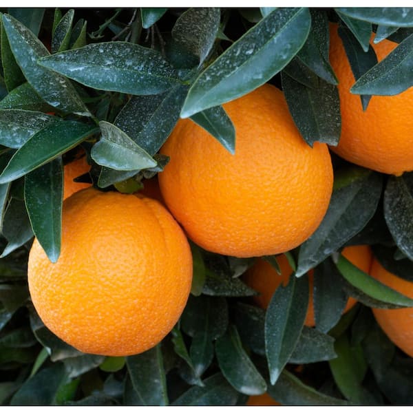 Navel Oranges(Choose a Size) – Lang Sun Country Groves