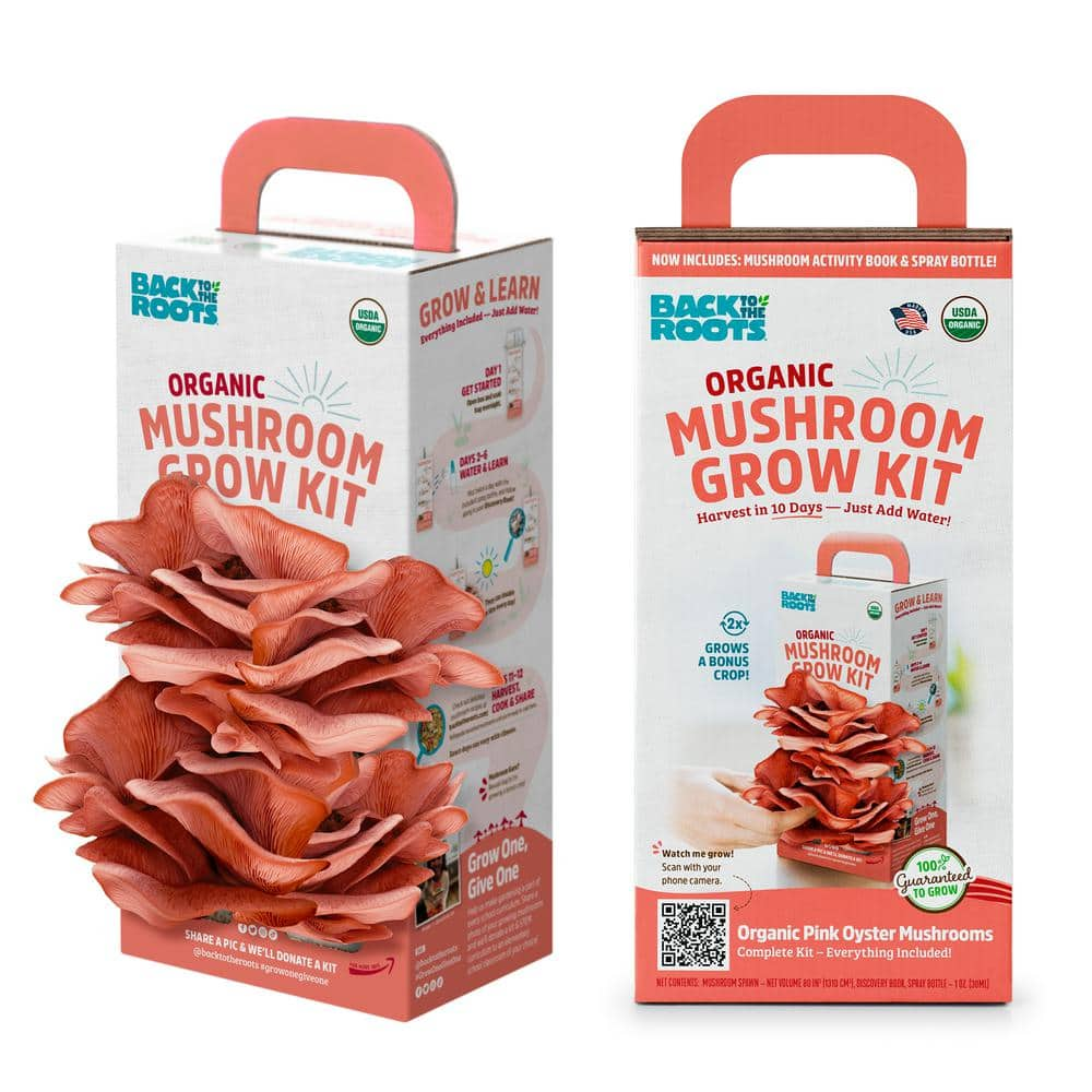 pink oyster mushroom