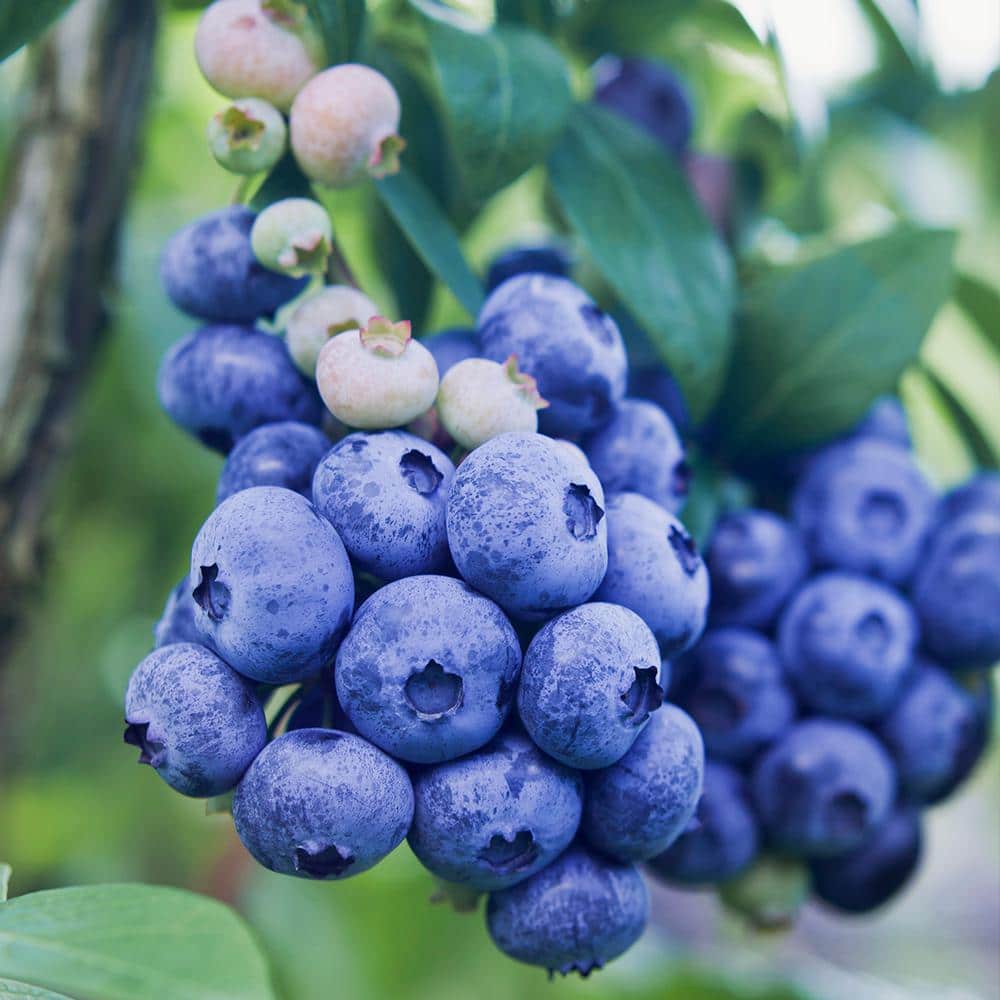 7 gal. Legacy Northern Highbush Blueberry Plant
