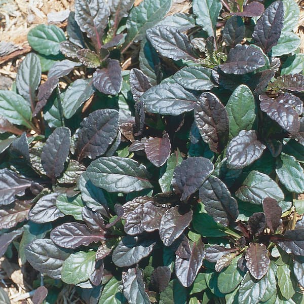 ALTMAN PLANTS 1-Pint Metallica Bugleweed Plant