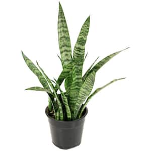 2 Gal. Snake Plant Black Coral Sansevieria Plant in 10 in. Grower's Pot