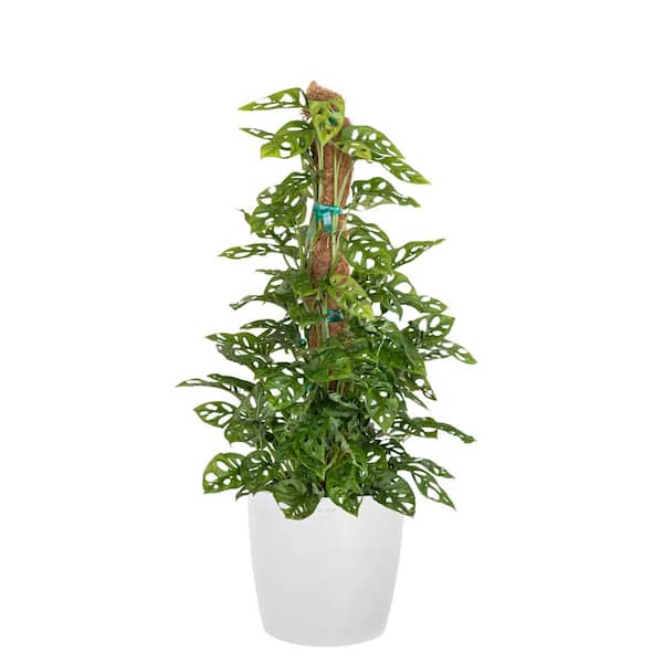 United Nursery Monstera Adansonii Totem Swiss Cheese Vine Indoor Outdoor in 10 inch Premium Sustainable White Pot