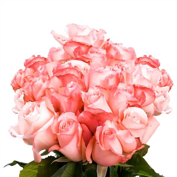 Globalrose Fresh Light Pink Color Roses (100 Stems)