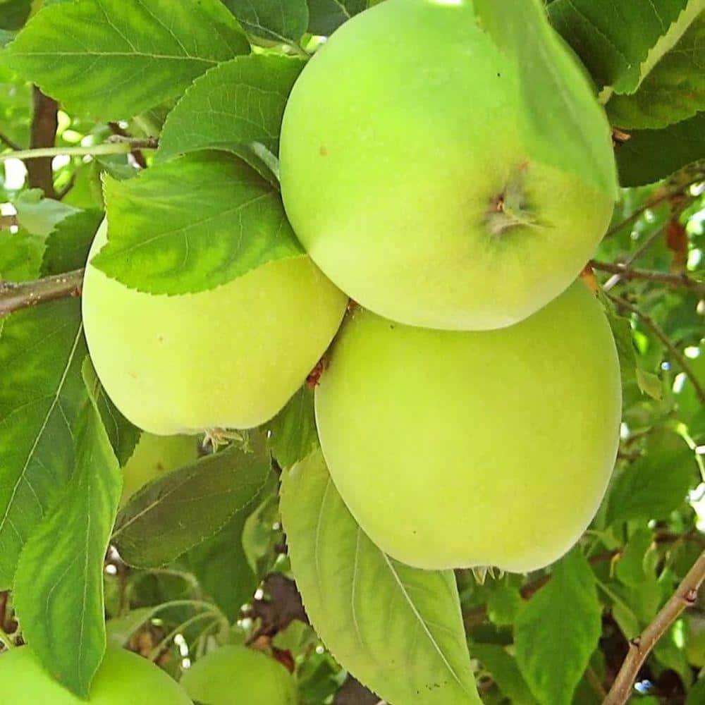 5 Gal. Granny Smith Apple Tree