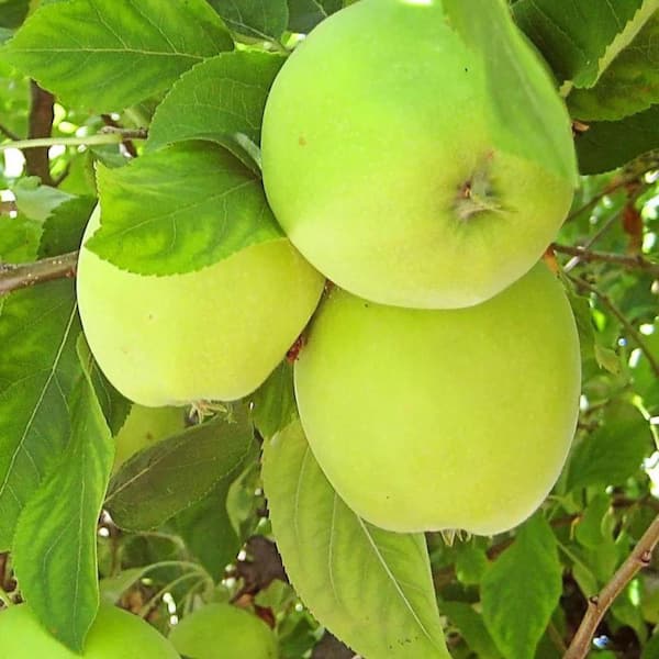 Unbranded 5 Gal. Granny Smith Apple Tree