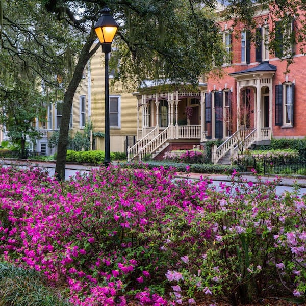 national PLANT NETWORK 2.5 Quart Azalea 'Amelia Rose' Flowering